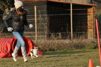 Suivi Bamboo - Ecole Canine du Luberon