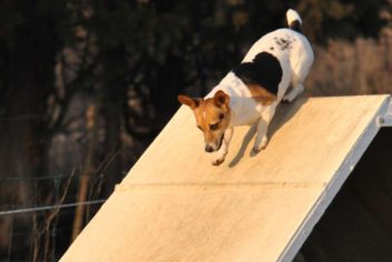 Suivi Bamboo - Ecole Canine du Luberon