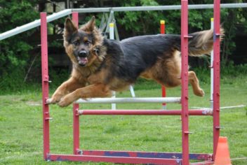 Suivi Cayenne - Ecole Canine du Luberon