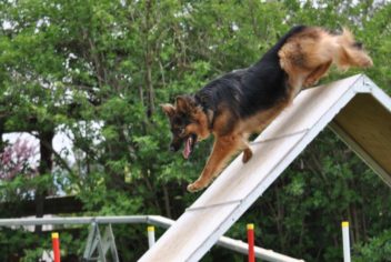 Suivi Cayenne - Ecole Canine du Luberon