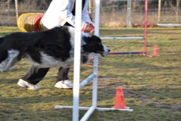 Suivi Cooper - Ecole Canine du Luberon
