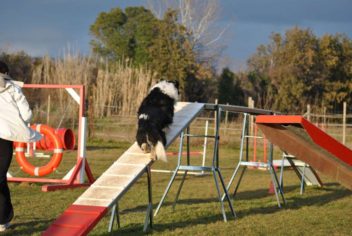 Suivi Cooper - Ecole Canine du Luberon