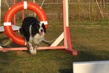 Suivi Cooper - Ecole Canine du Luberon