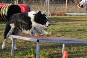 Suivi Cooper - Ecole Canine du Luberon