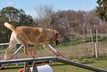 Suivi Djoudy - Ecole Canine du Luberon