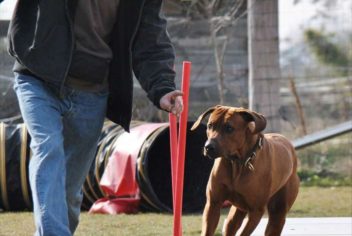 Suivi Enzi - Ecole Canine du Luberon