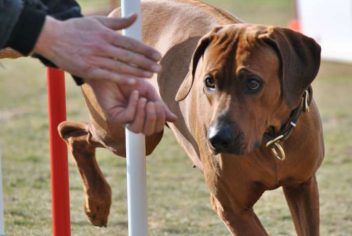 Suivi Enzi - Ecole Canine du Luberon