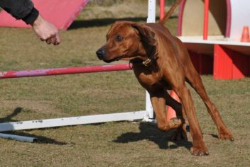 Suivi Enzi - Ecole Canine du Luberon