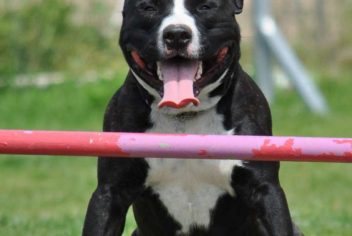 Suivi Ginko - Ecole Canine du Luberon