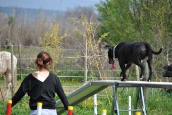 Suivi Ginko - Ecole Canine du Luberon