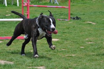 Suivi Ginko - Ecole Canine du Luberon
