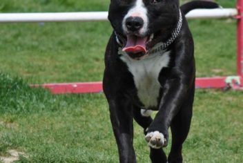 Suivi Ginko - Ecole Canine du Luberon