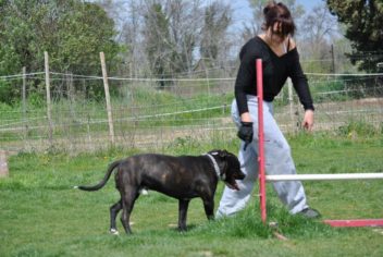 Suivi Ginko - Ecole Canine du Luberon