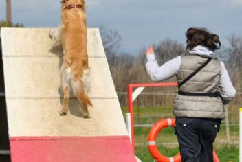 Suivi Goldy - Ecole Canine du Luberon