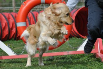 Suivi Goldy - Ecole Canine du Luberon