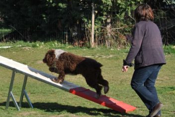 Suivi Hiphop - Ecole Canine du Luberon