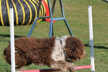 Suivi Hiphop - Ecole Canine du Luberon