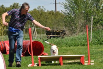 Suivi Misty - Ecole Canine du Luberon
