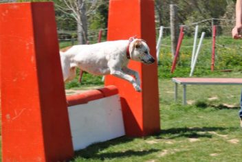 Suivi Misty - Ecole Canine du Luberon