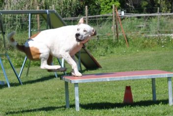 Suivi Misty - Ecole Canine du Luberon