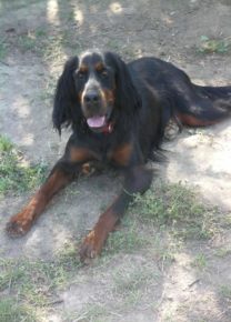 Les chiens de l&rsquo;école - Ecole Canine du Luberon
