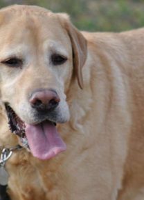 Les chiens de l&rsquo;école - Ecole Canine du Luberon