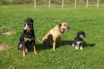 Education canine - Ecole canine du Luberon