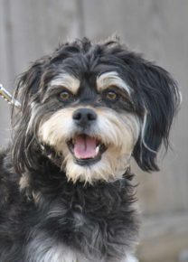 Les chiens de l&rsquo;école - Ecole Canine du Luberon
