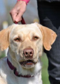 Les chiens de l&rsquo;école - Ecole Canine du Luberon