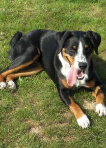 Les chiens de l&rsquo;école - Ecole Canine du Luberon