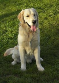 Les chiens de l&rsquo;école - Ecole Canine du Luberon