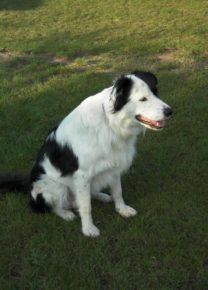 Les chiens de l&rsquo;école - Ecole Canine du Luberon
