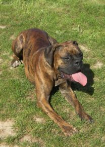 Les chiens de l&rsquo;école - Ecole Canine du Luberon