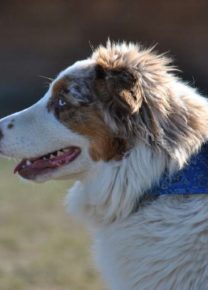 Les chiens de l&rsquo;école - Ecole Canine du Luberon