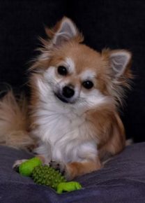 Les chiens de l&rsquo;école - Ecole Canine du Luberon
