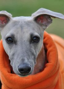 Les chiens de l&rsquo;école - Ecole Canine du Luberon