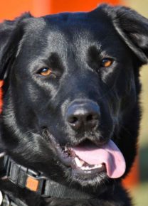 Les chiens de l&rsquo;école - Ecole Canine du Luberon