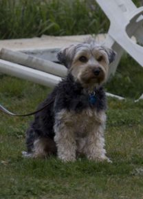 Les chiens de l&rsquo;école - Ecole Canine du Luberon