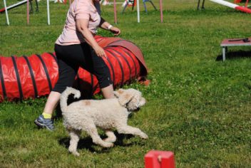 Suivi Indy - Ecole Canine du Luberon