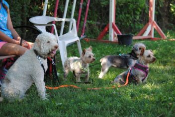 Suivi Indy - Ecole Canine du Luberon